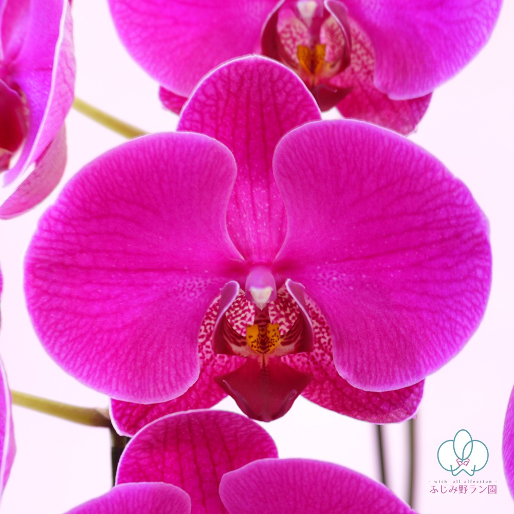 中輪胡蝶蘭「恋姫」3本立ち