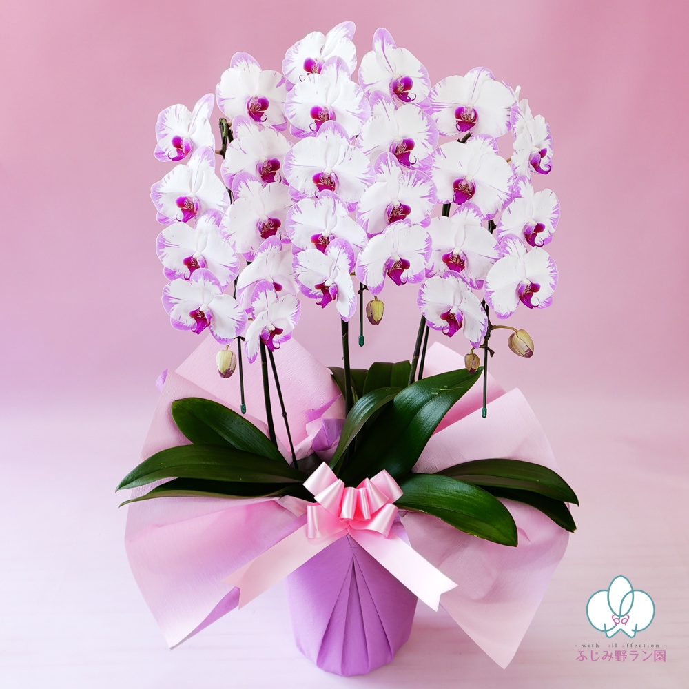 中輪覆輪胡蝶蘭「スイーティー」3本立ち | 中輪胡蝶蘭 | ふじみ野ラン