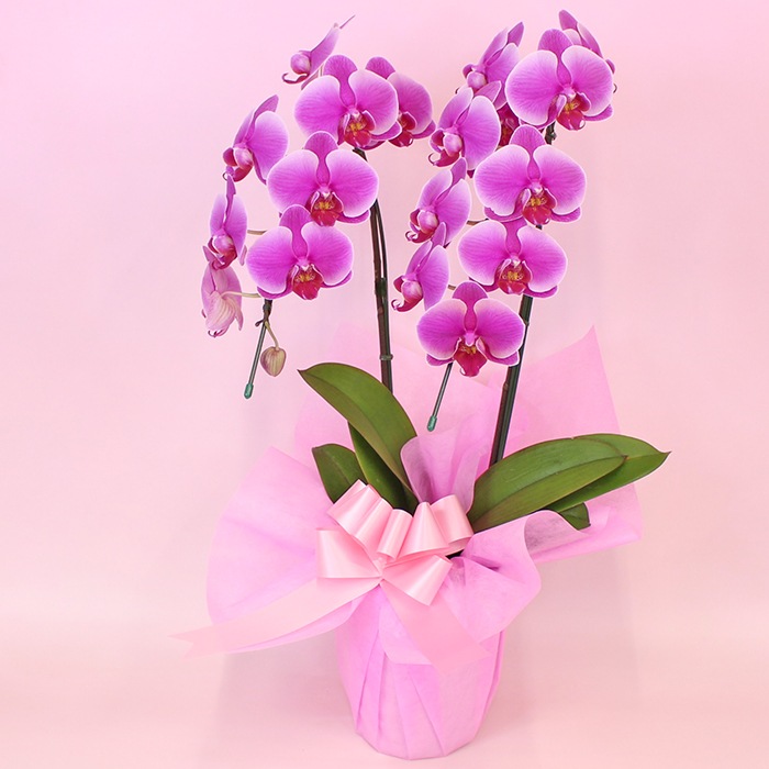 中輪胡蝶蘭「レッドマリリン」2本立ち