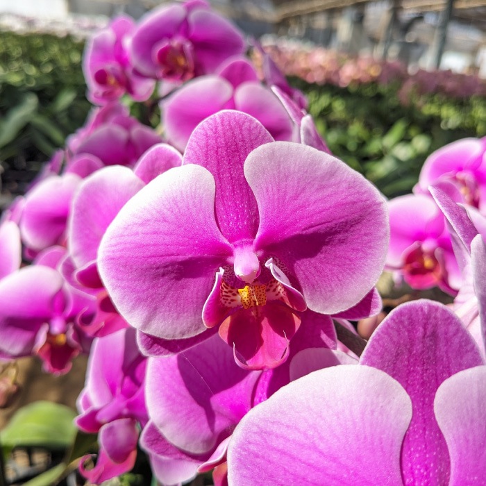 中輪胡蝶蘭「レッドマリリン」2本立ち