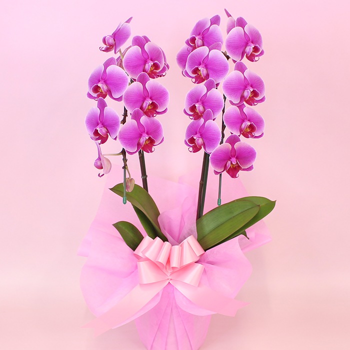 中輪胡蝶蘭「レッドマリリン」2本立ち