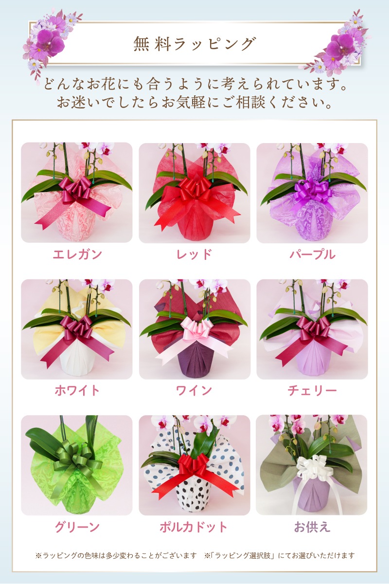 中輪胡蝶蘭「マダムホワイト」2本立ち