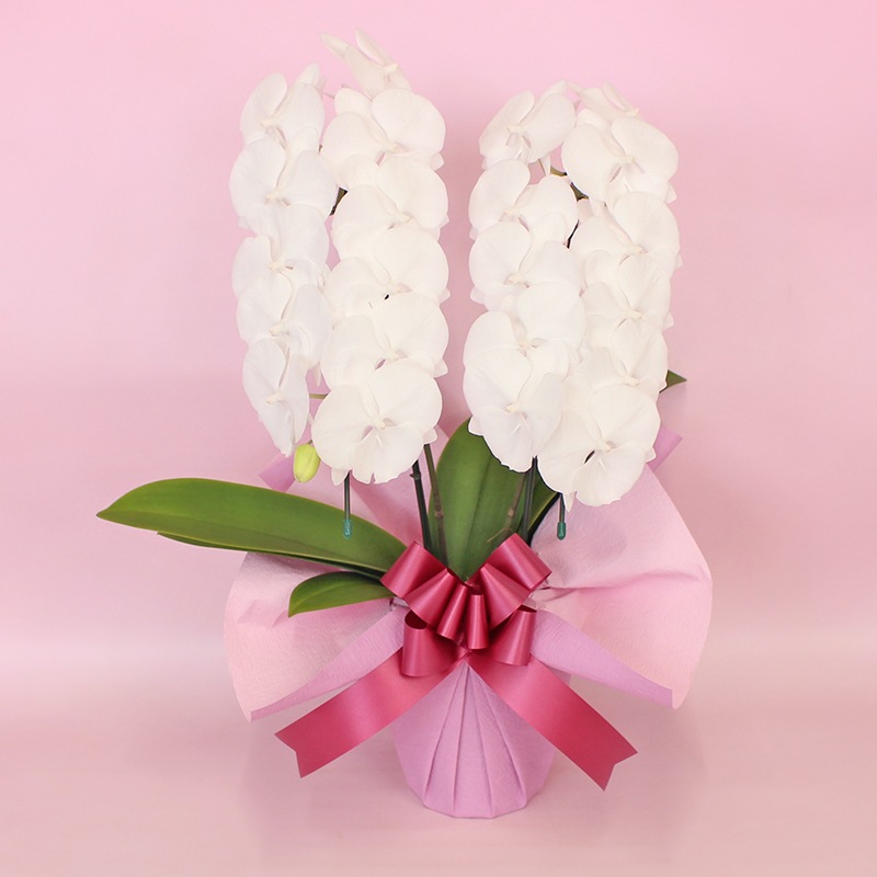 中輪胡蝶蘭「マダムホワイト」2本立ち