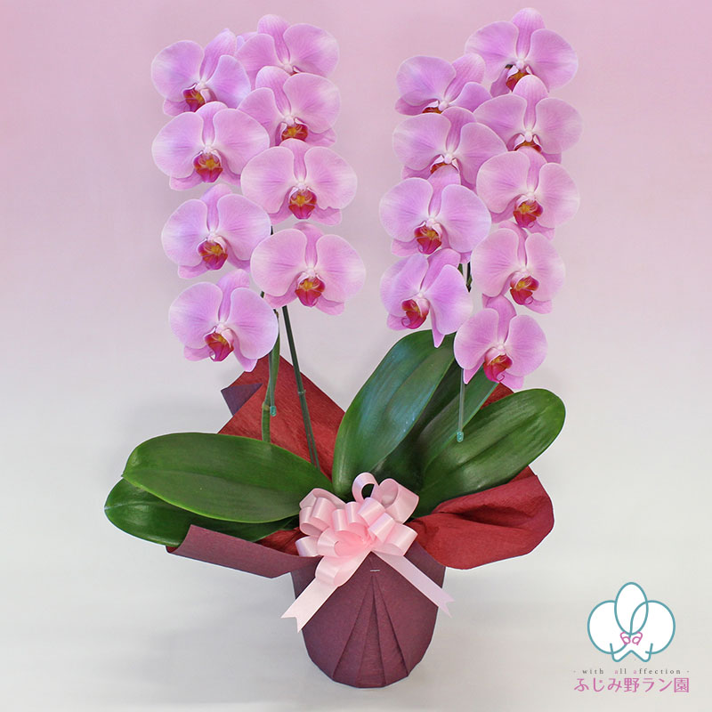 中輪胡蝶蘭ピンク 2本立ち(現在つぼみ多め)