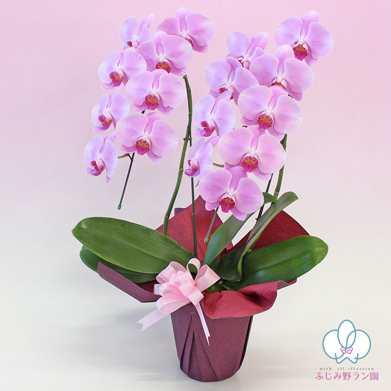 バラとピンク胡蝶蘭の豪華エレガント特大リース♪♪☆* バラとピンク胡蝶蘭の豪華エレガント特大リース