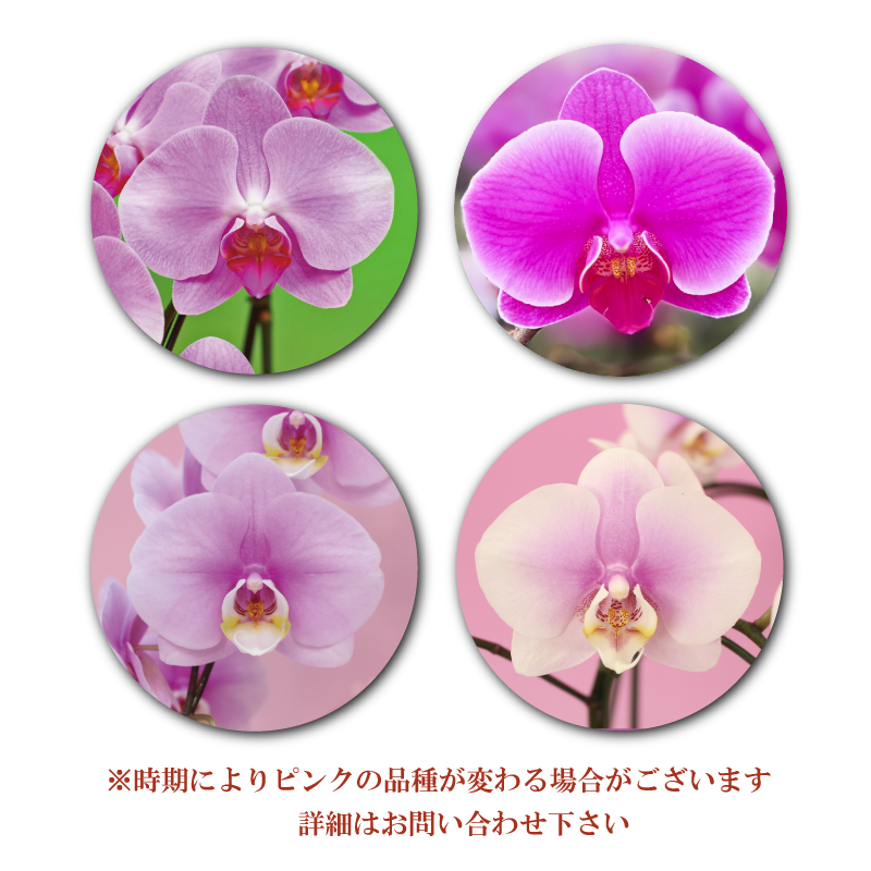 蘭② 2本 2本立ちの胡蝶蘭の通販 | HitoHana（ひとはな）