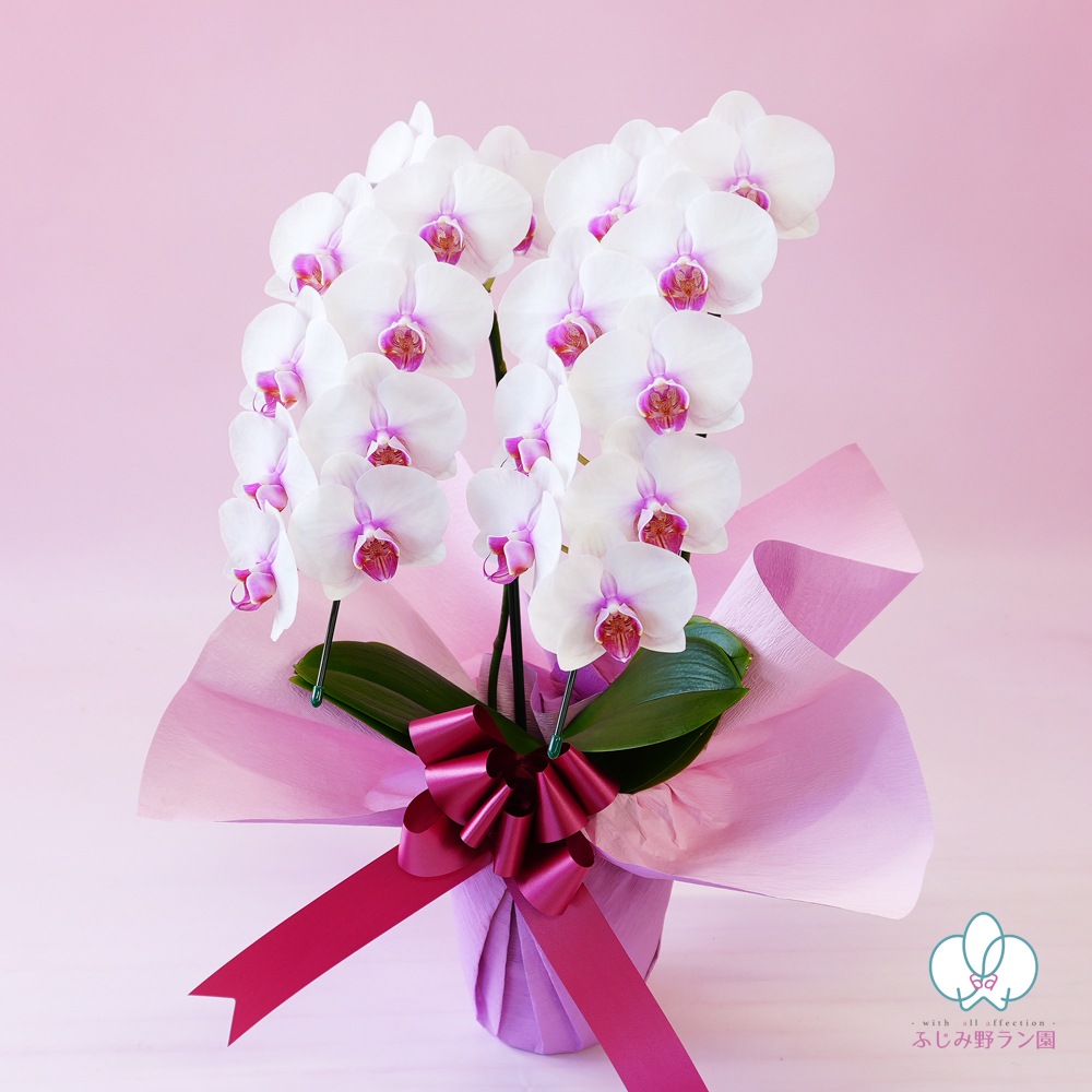 中輪胡蝶蘭「さくら娘」2本立ち（現在つぼみ多め）