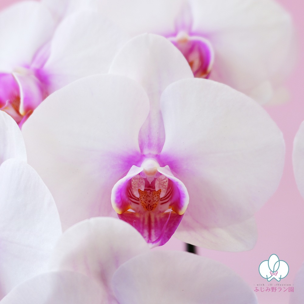 中輪胡蝶蘭「さくら娘」2本立ち（現在つぼみ多め）