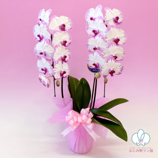 中輪覆輪胡蝶蘭「スイーティー」2本立ち