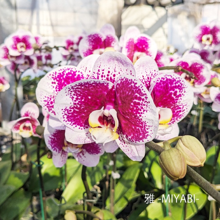 ★【福袋】選べる開花株２種・和飾り付き特別セット！