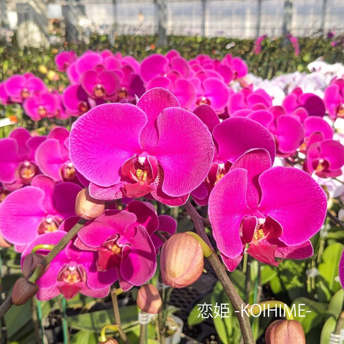 ★【福袋】選べる開花株２種・和飾り付き特別セット！