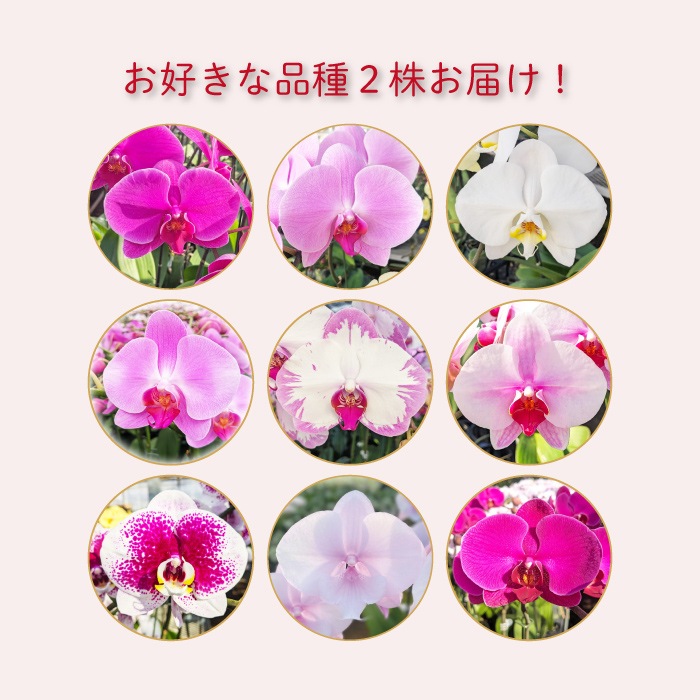 ★【福袋】選べる開花株２種・和飾り付き特別セット！