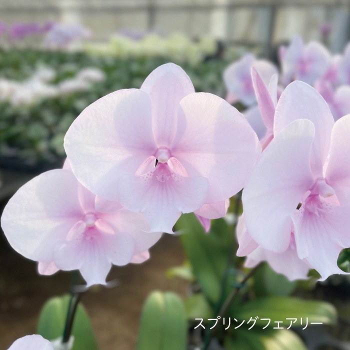★【福袋】選べる開花株２種・和飾り付き特別セット！
