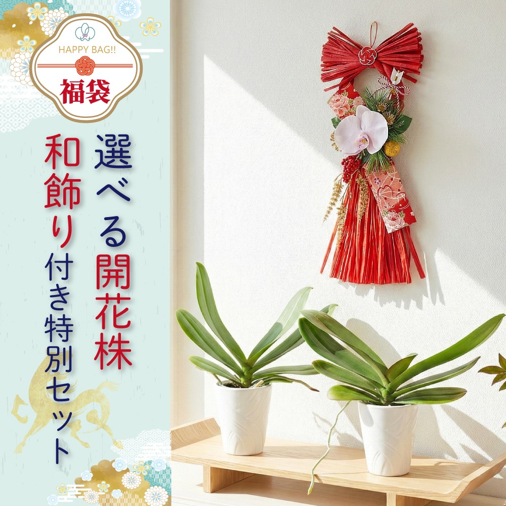 ★【福袋】選べる開花株２種・和飾り付き特別セット！