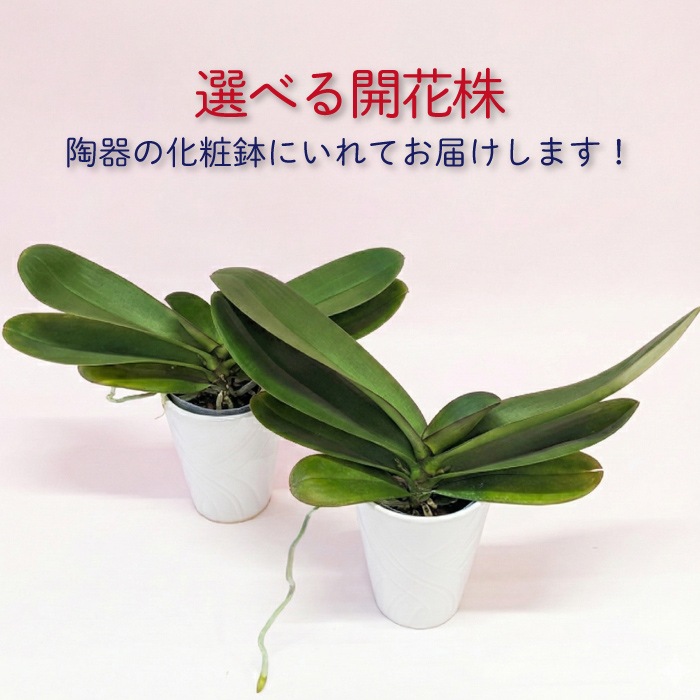 ★【福袋】選べる開花株２種・和飾り付き特別セット！