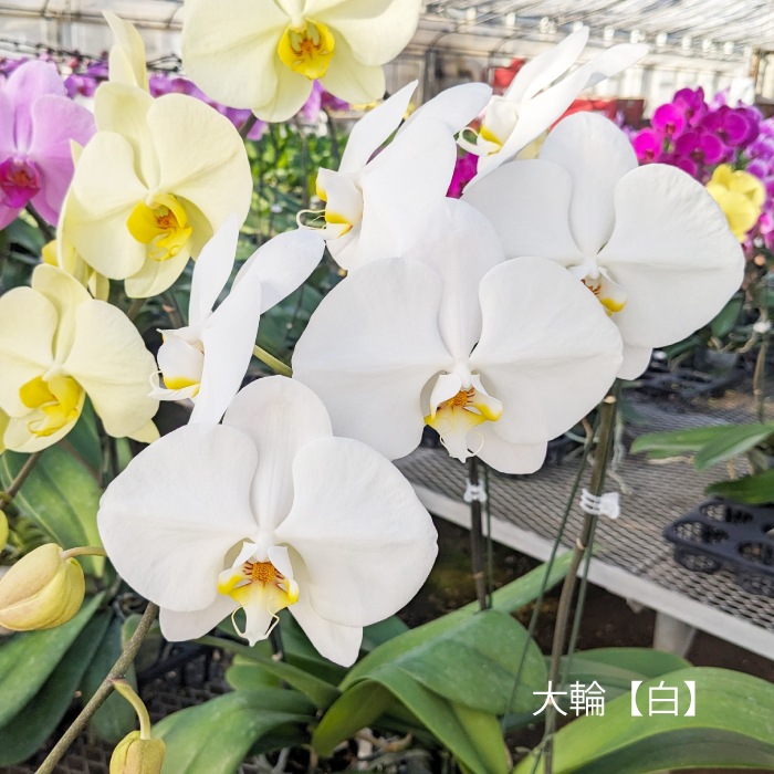 ★【福袋】選べる開花株２種・和飾り付き特別セット！