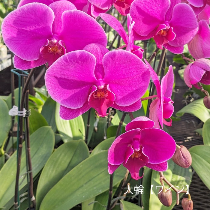 ★【福袋】選べる開花株２種・和飾り付き特別セット！