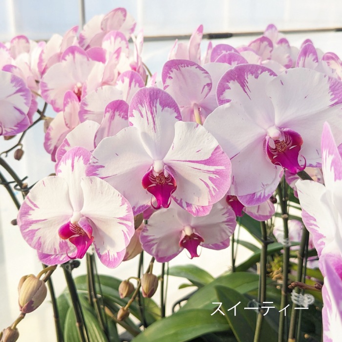 ★【福袋】選べる開花株２種・和飾り付き特別セット！