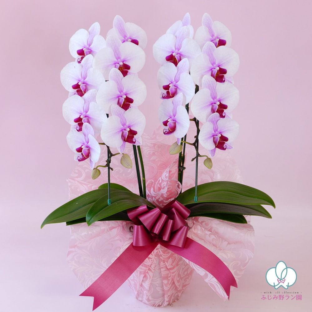 中輪胡蝶蘭「桜姫」2本立ち
