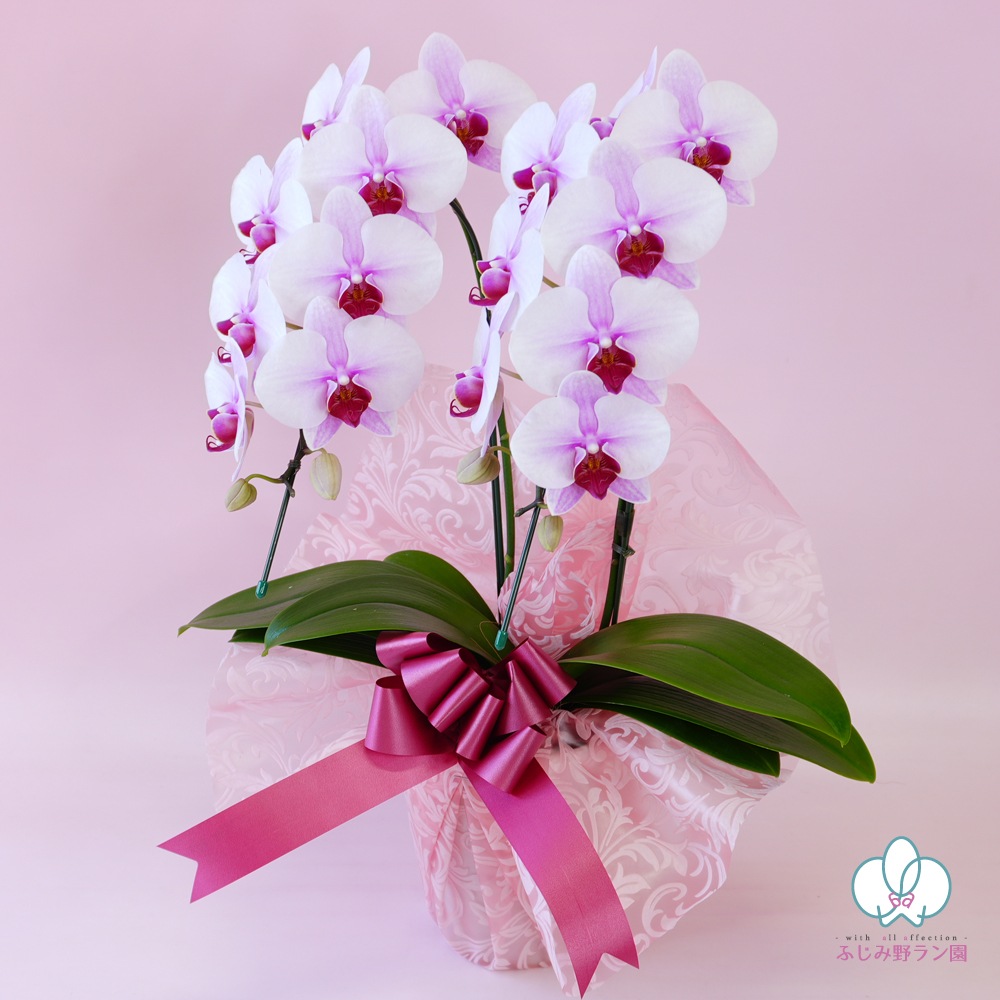 中輪胡蝶蘭「桜姫」2本立ち