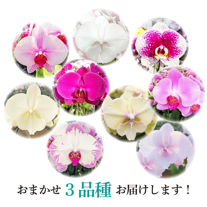 ★【福袋】３種３本立ちスペシャルMIX・和飾り付き特別セット！