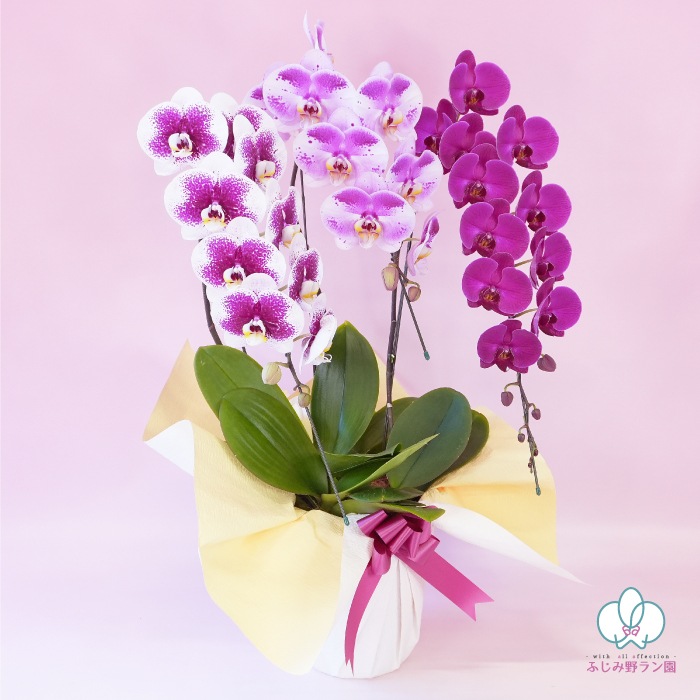 ★【福袋】３種３本立ちスペシャルMIX・和飾り付き特別セット！