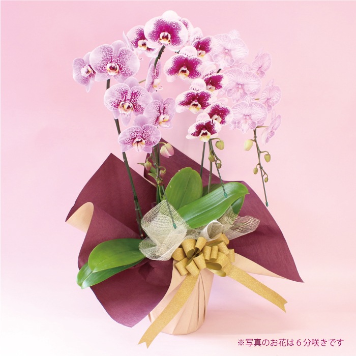 ★【福袋】３種３本立ちスペシャルMIX・和飾り付き特別セット！