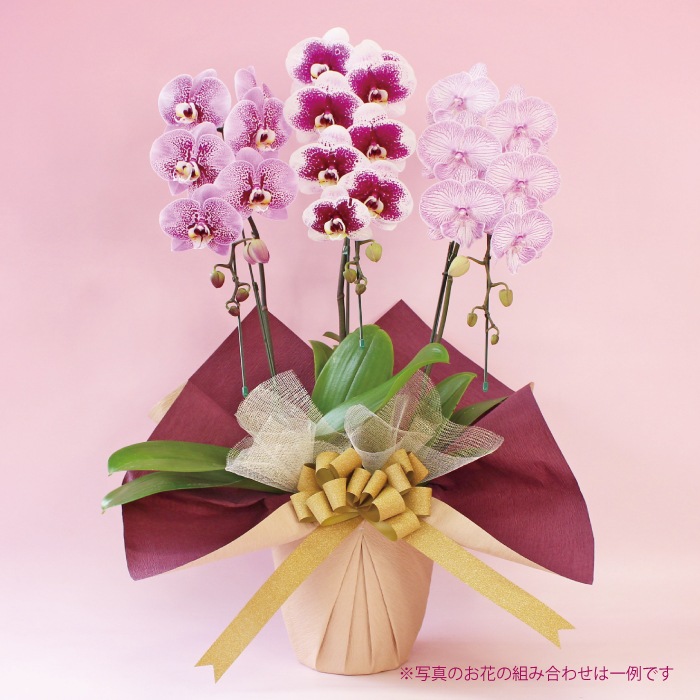 ★【福袋】３種３本立ちスペシャルMIX・和飾り付き特別セット！