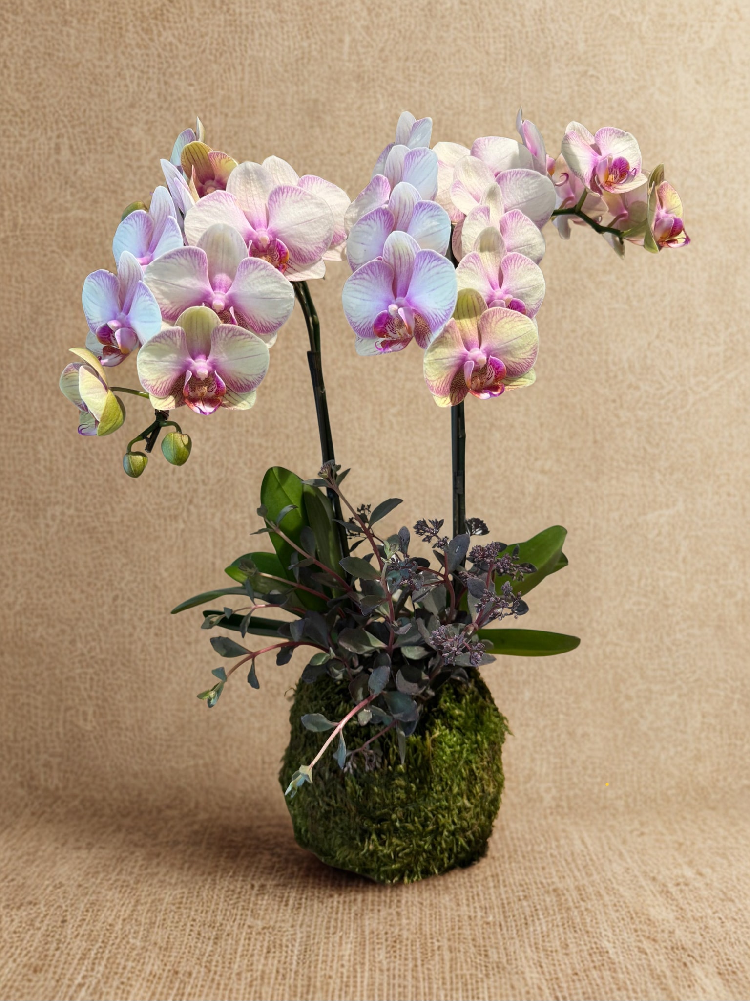 季節の胡蝶蘭の苔玉（お皿付き） 