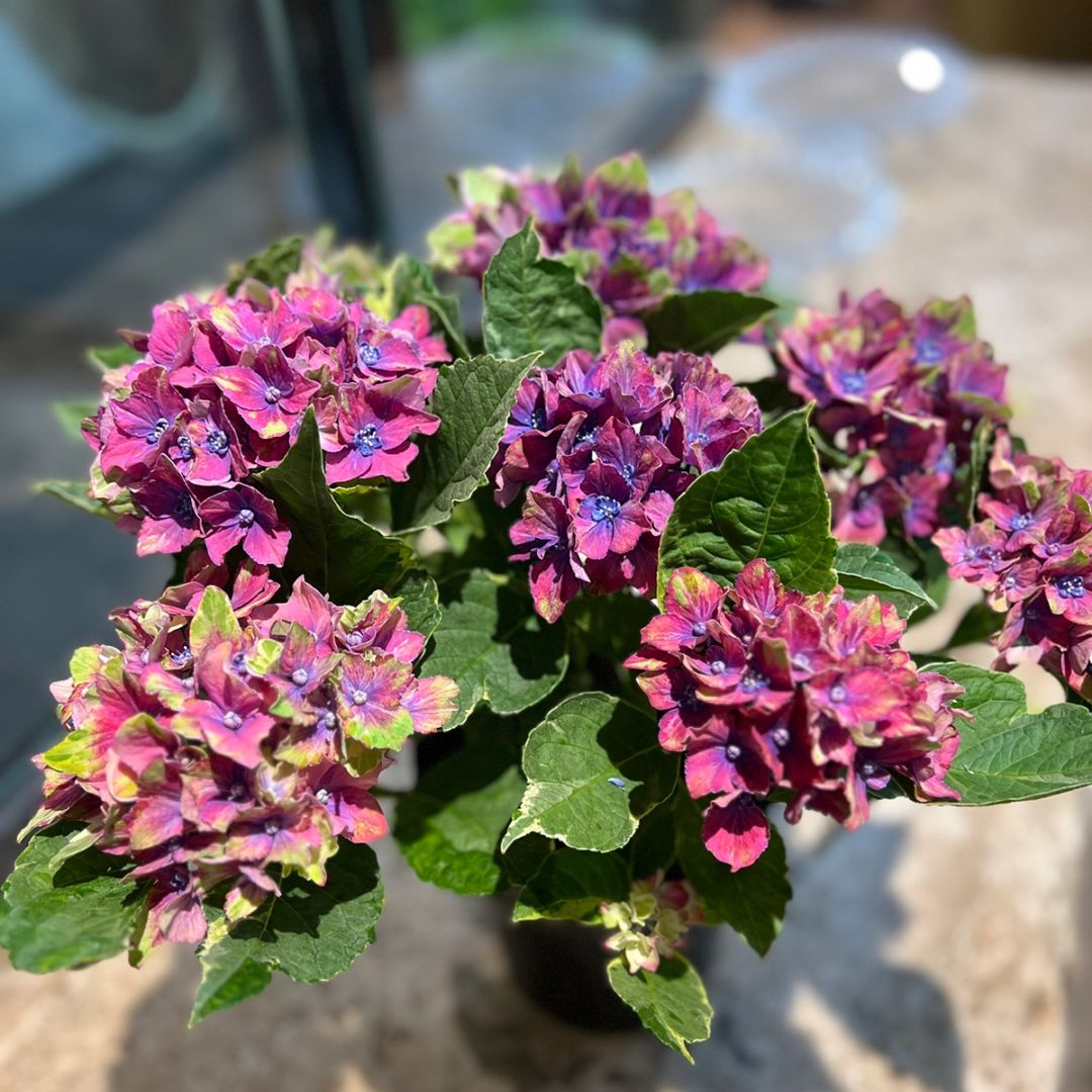 母の日限定ギフト 紫陽花 Hydrangea 