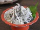 Ȥդ500g20ʬ