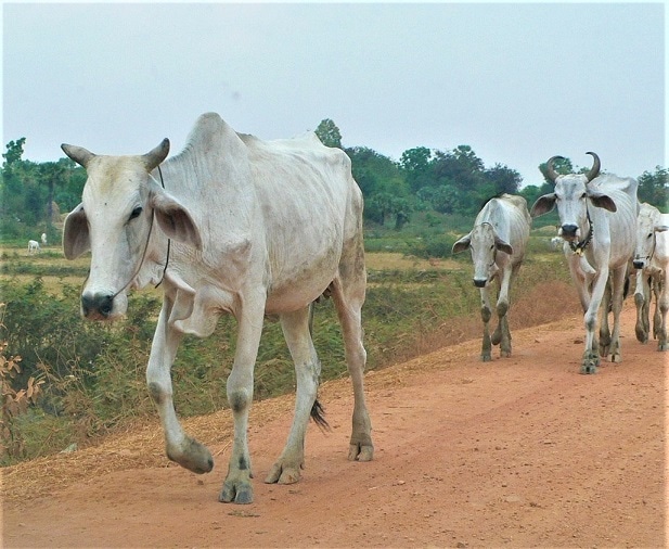 瘤牛
※こちらは商品には含まれておりません。