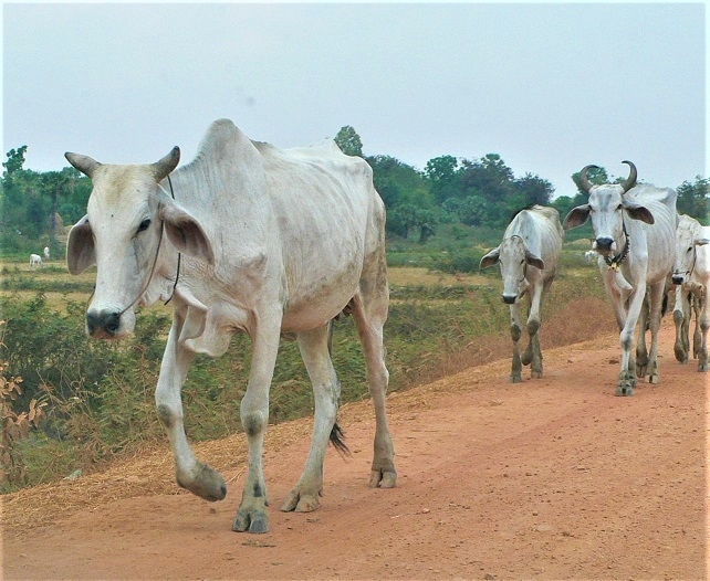 瘤牛
※こちらは商品には含まれておりません。