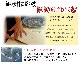 ܾդɡդ饻å56()12ʸȯ