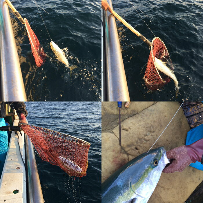 ŷ�� ���֥� �ǥ֥� Ĺ�긩������ 7kg��7.9kg