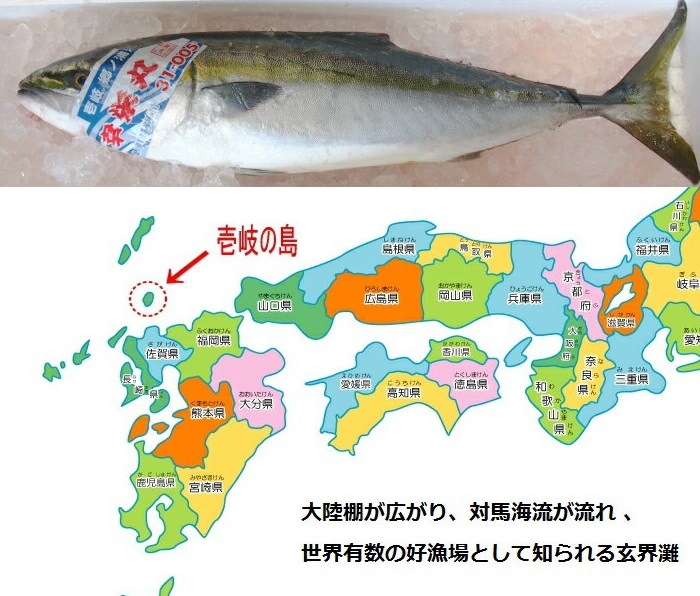 ŷ�� ���֥� �ǥ֥� Ĺ�긩������ 7kg��7.9kg