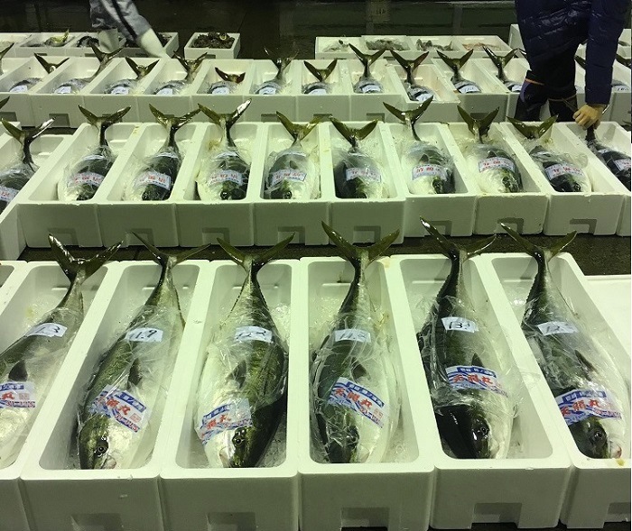 ŷ�� ���֥� �ǥ֥� Ĺ�긩������ 7kg��7.9kg