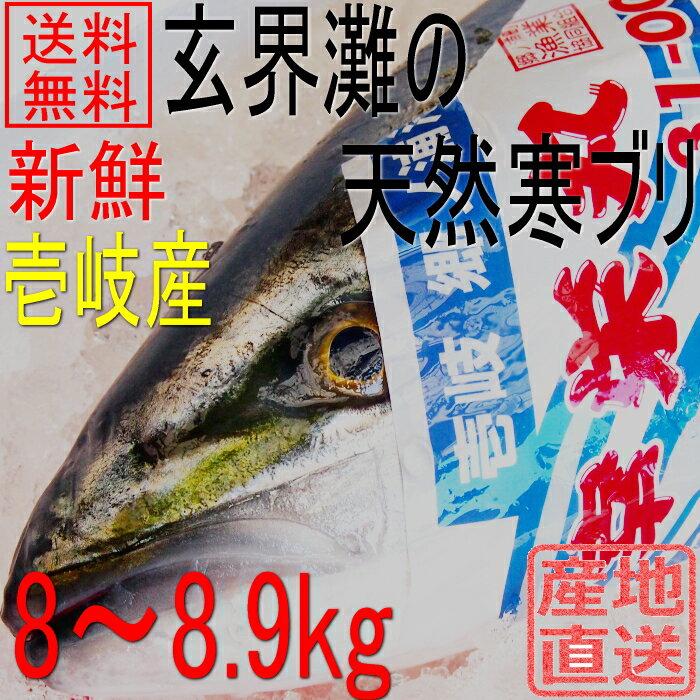 ŷ�� ���֥� �ǥ֥� Ĺ�긩������ 8kg��8.9kg