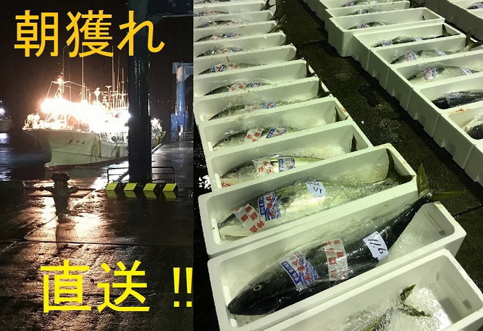 ŷ�� ���֥� �ǥ֥� Ĺ�긩������ 8kg��8.9kg