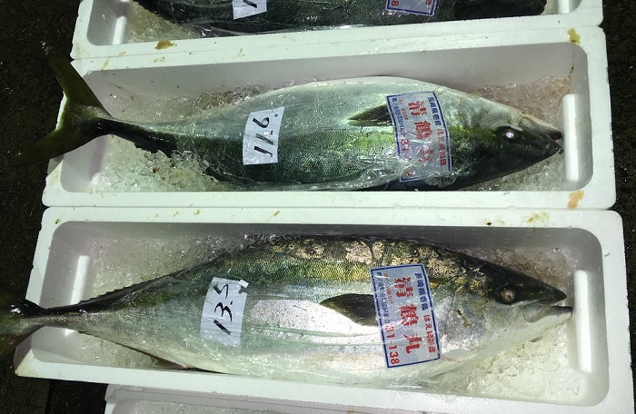 ŷ�� ���֥� �ǥ֥� Ĺ�긩������ 8kg��8.9kg