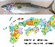 ŷ�� ���֥� �ǥ֥� Ĺ�긩������ 9kg��9.9kg