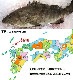 ŷ�� �����饻�åȡ������� 1.2�������å�/5��6������