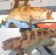 ŷ�� �����饻�åȡ������� 1.2�������å�/5��6������