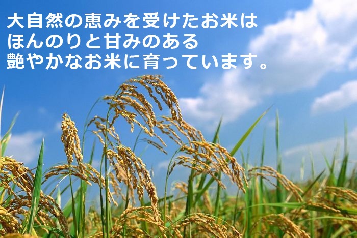 ҥ  15kg(5kg3) ʡ温 6ǯ