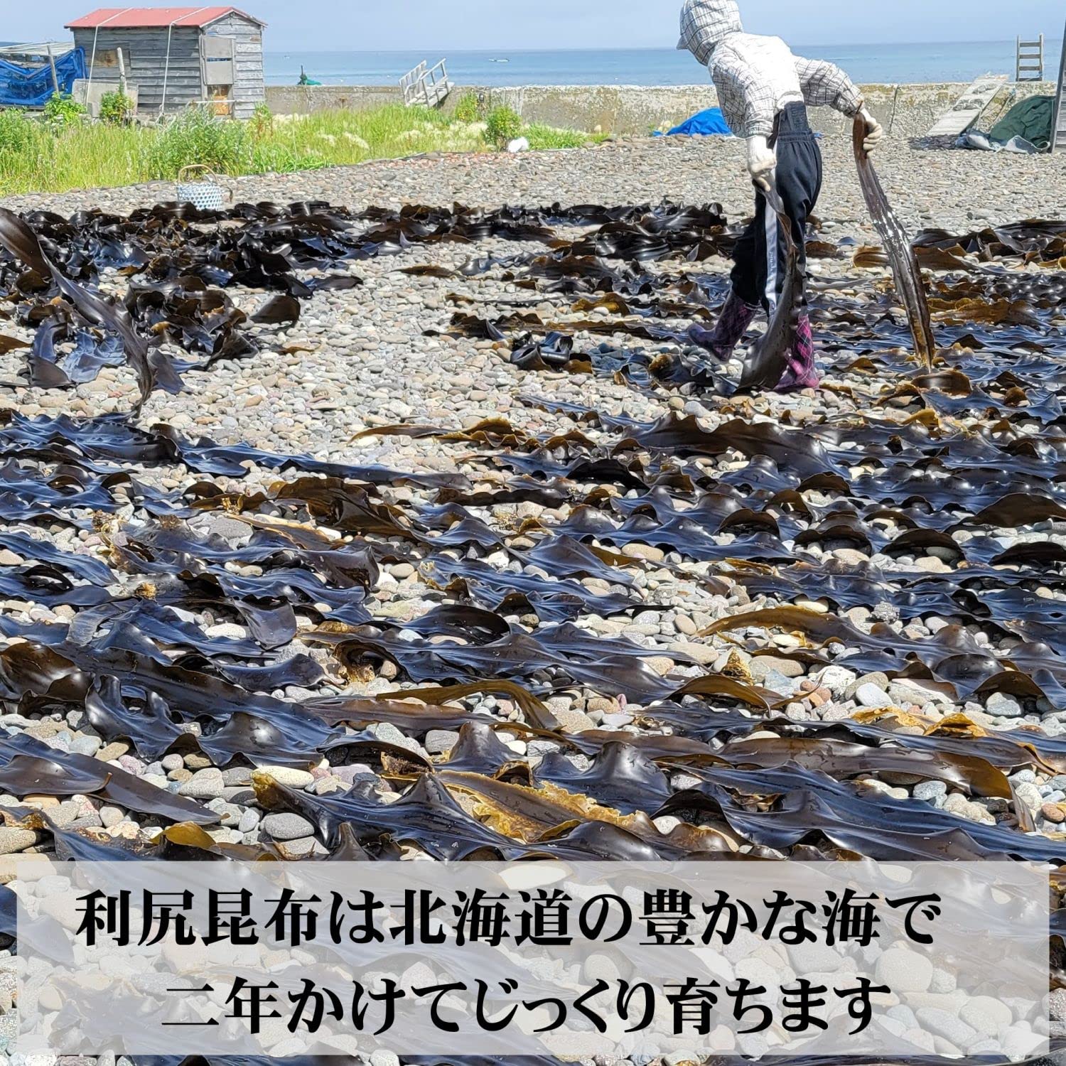 北海道産　天然利尻昆布　１ｋｇ 3160231_00_1738029998.jpg