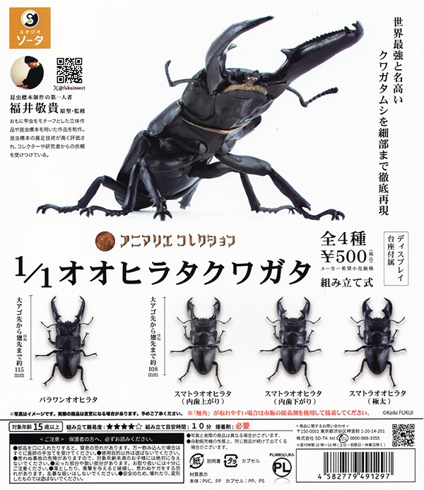 スマトラオオヒラタ 標本 安かっ