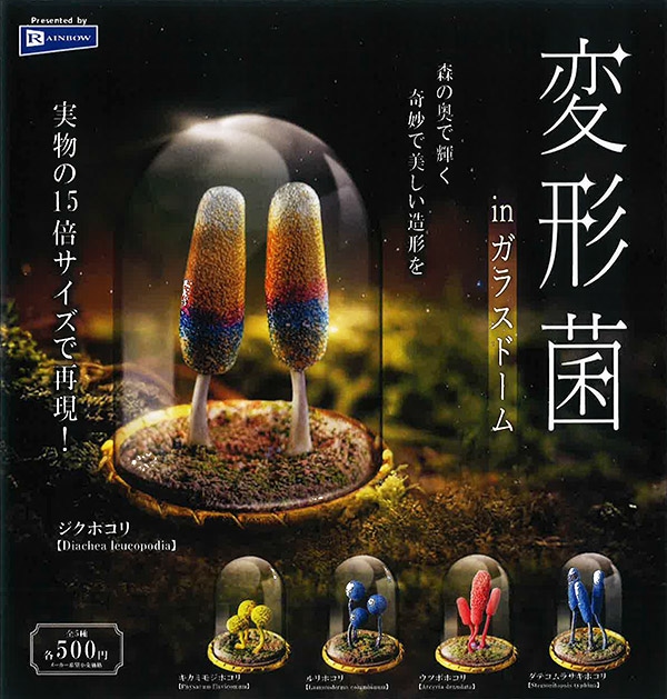 変形菌 in ガラスドーム 全5種セット（カプセル）【4月予約】