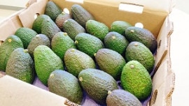 ���ܥ������24����6�ԡ�