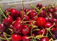 C902�����껺��γ�����������꡼ ��2,5��