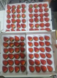 �Ȥ����������� 4�ѥå���5������ ��5kg 480γ